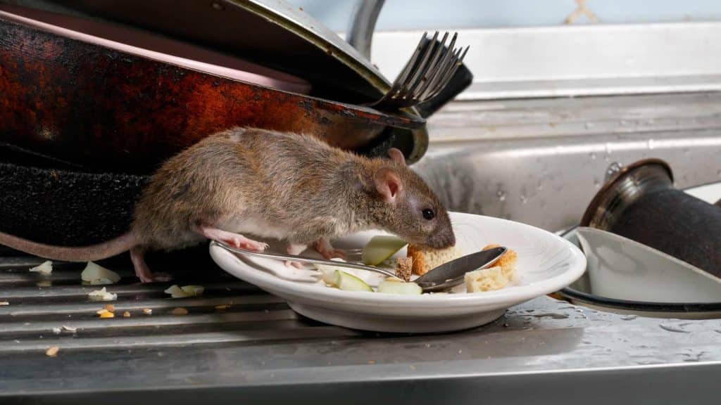 Rodent Control